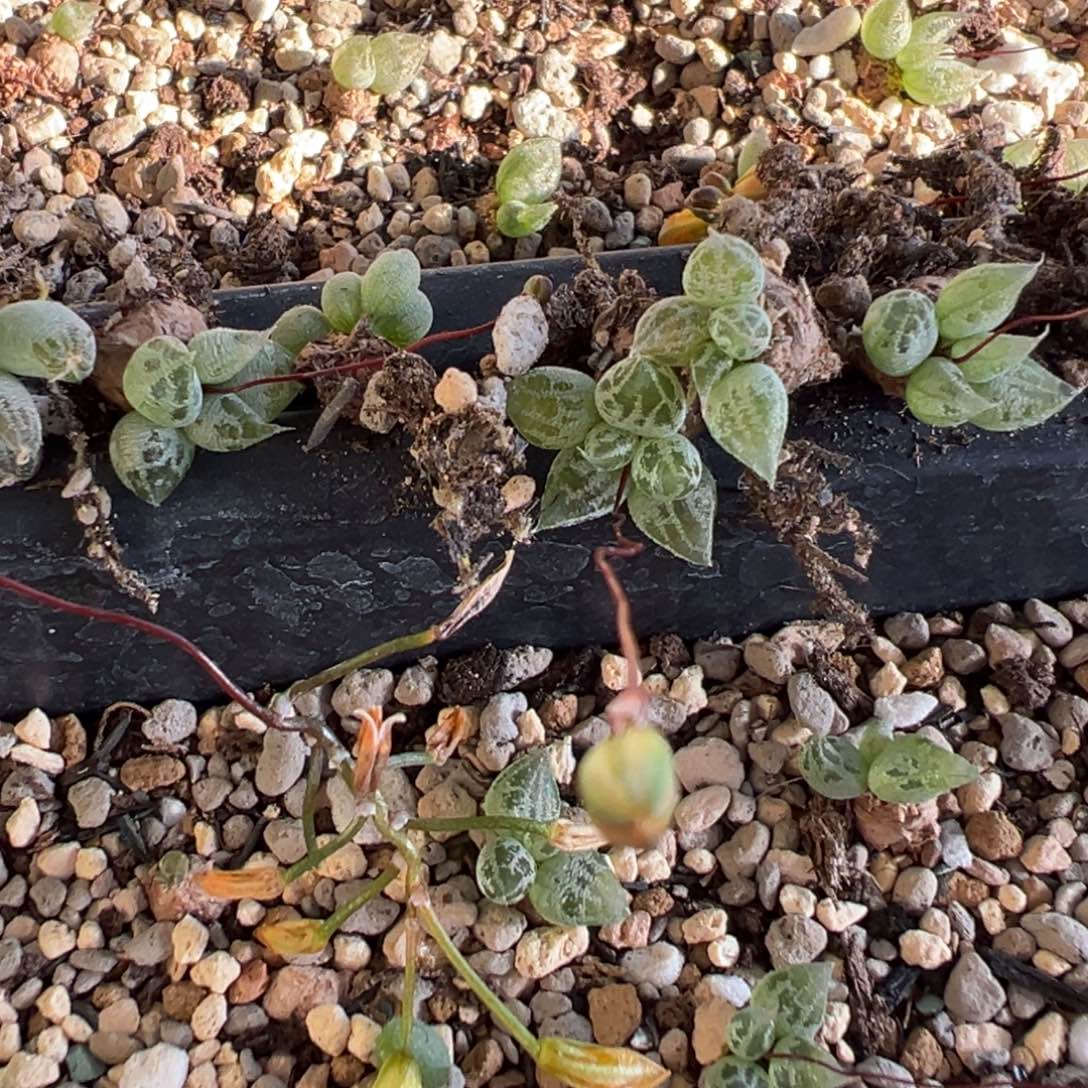 量拍洛丽塔快根一颗