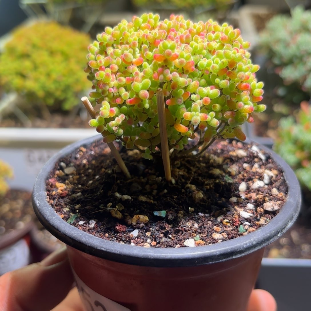 枝干番杏密橘糖球G529