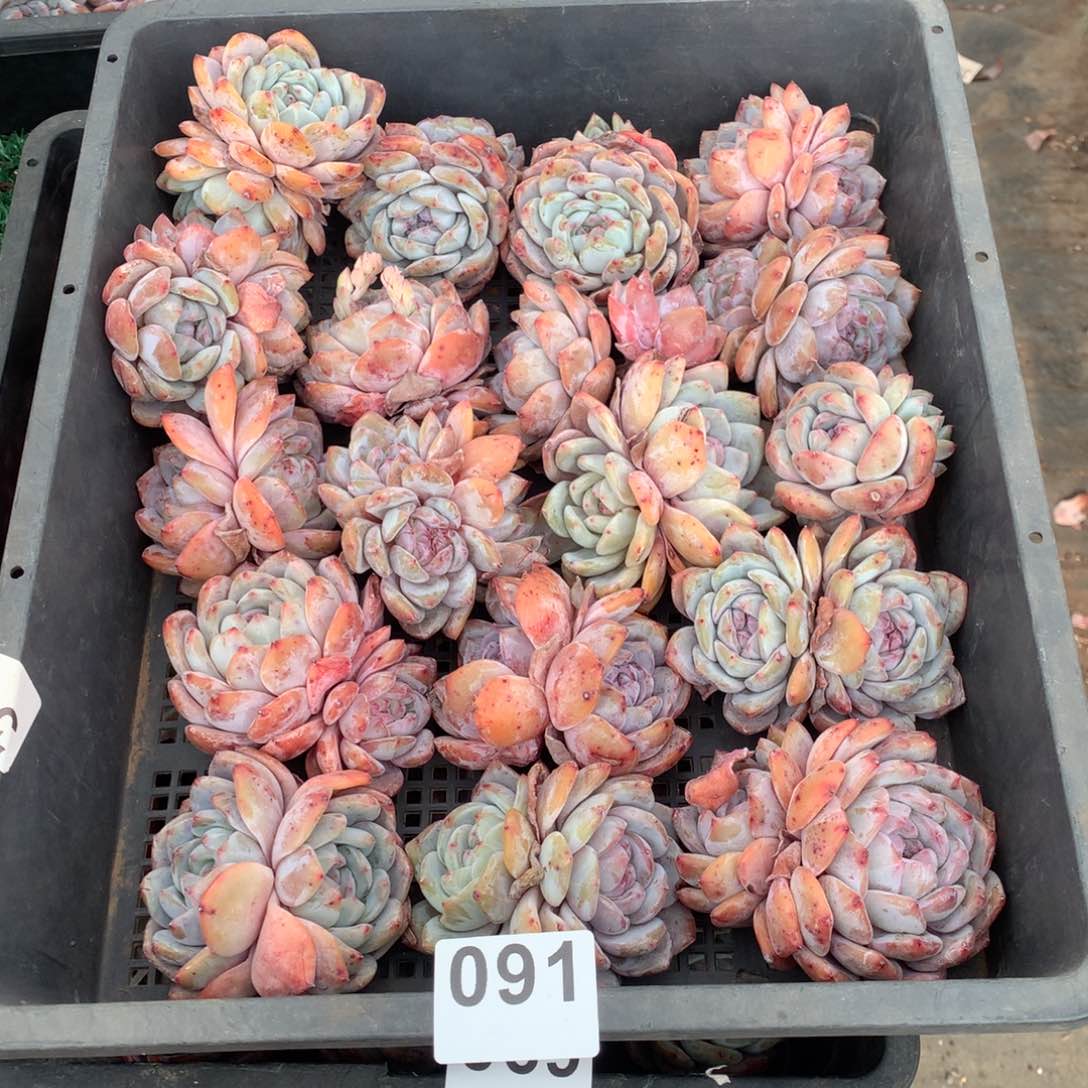 091橙子多肉植物组合