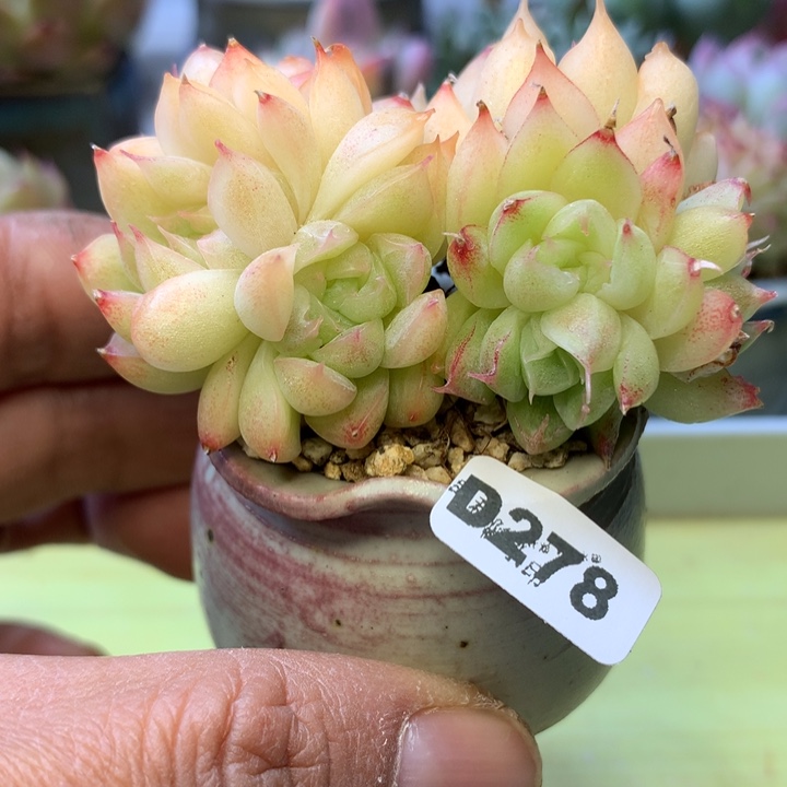 D278一物一拍带盆