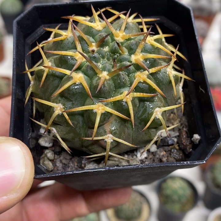 实生守殿玉特价福利