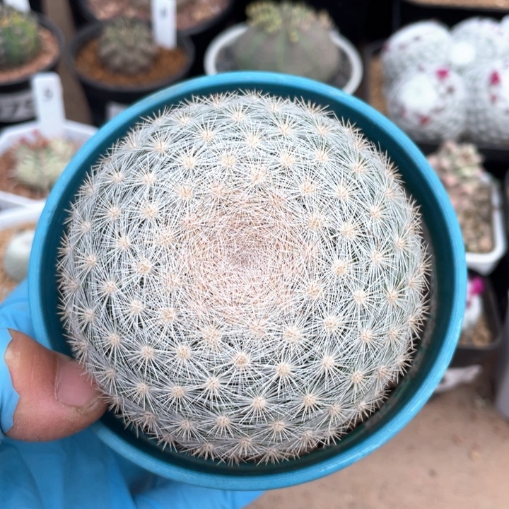 272实生大满月仙人球