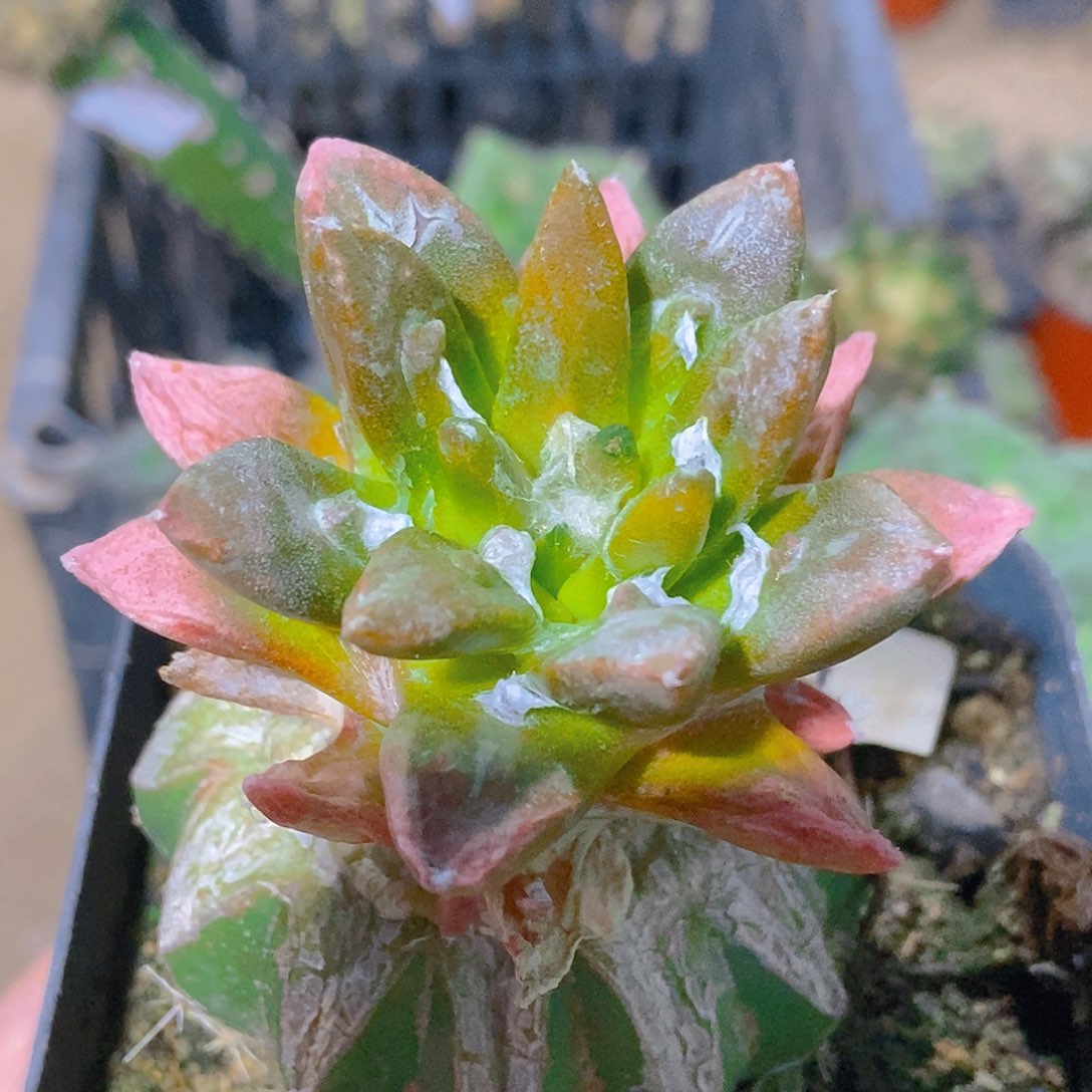无花朵福利龙舌兰牡丹锦011