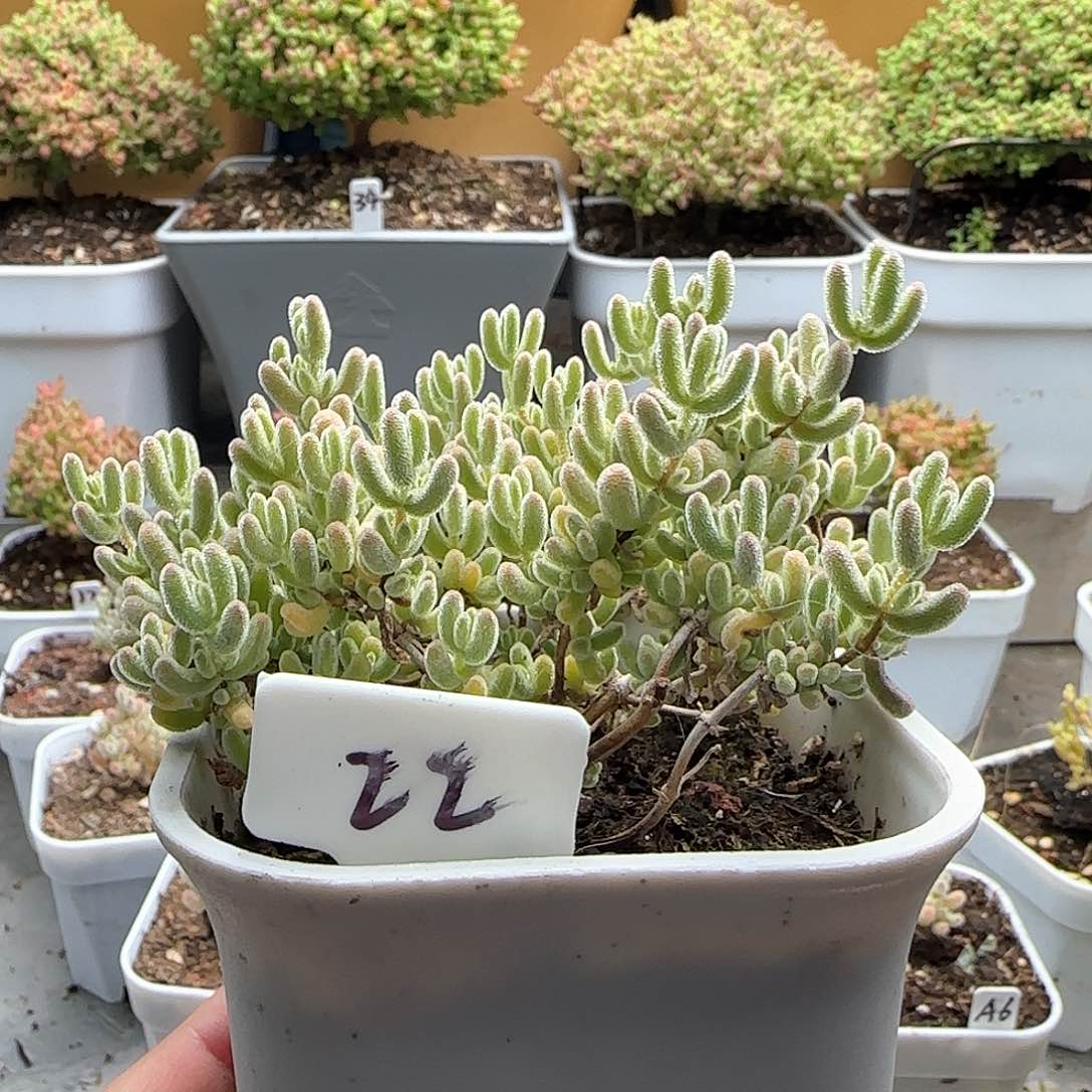 冰晶杂钻石。。。。。。