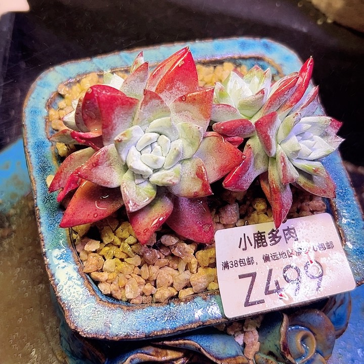 小鹿多肉一物一拍499