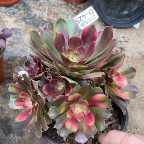 425洛神满25包邮多肉