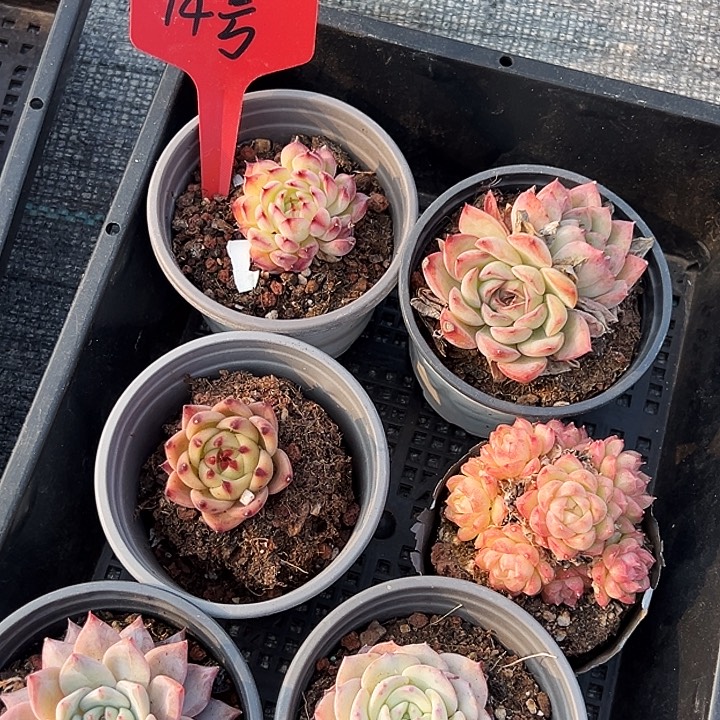    十四号 框    福利