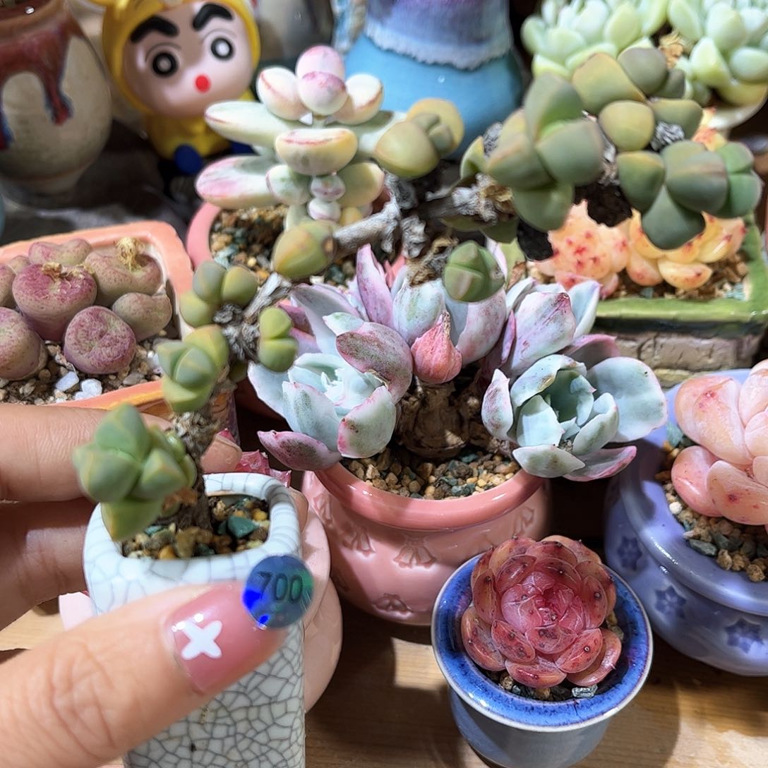 700 多肉含盆土30元包邮除偏远