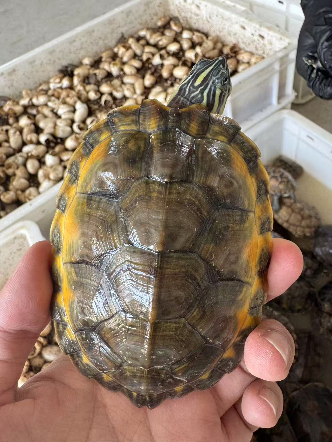 【小吴龟】挑龟链接（一龟一价）