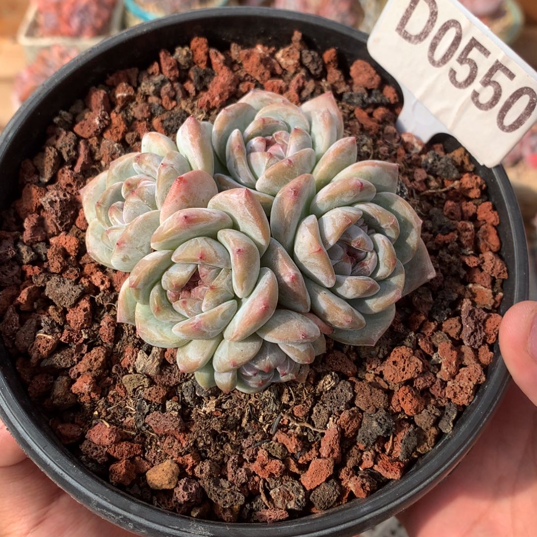 D0550 星影 有砍8.5cm