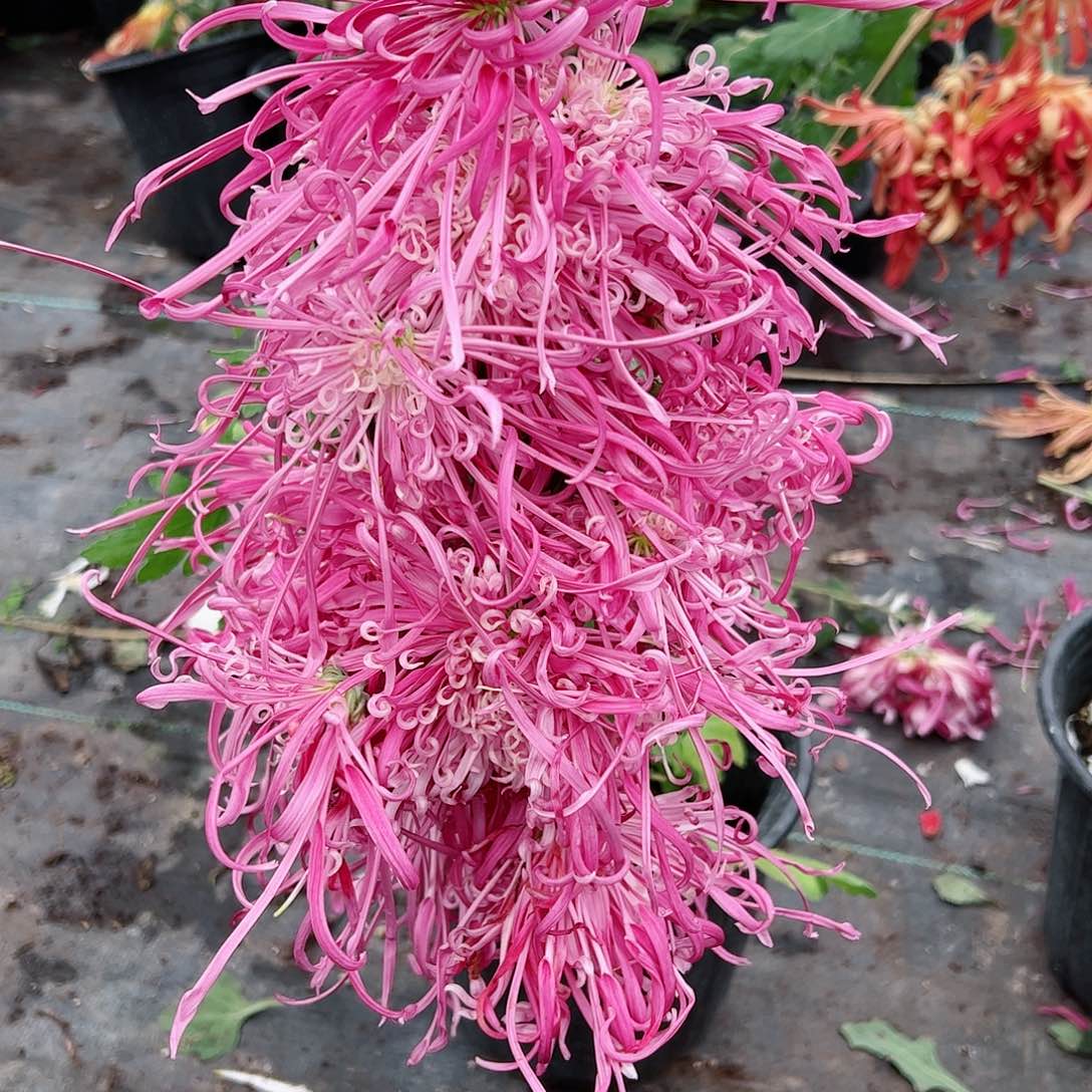 完全开放盘龙醉锦土球发