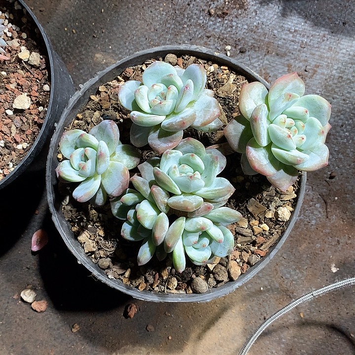 丽多肉植物单颗六头