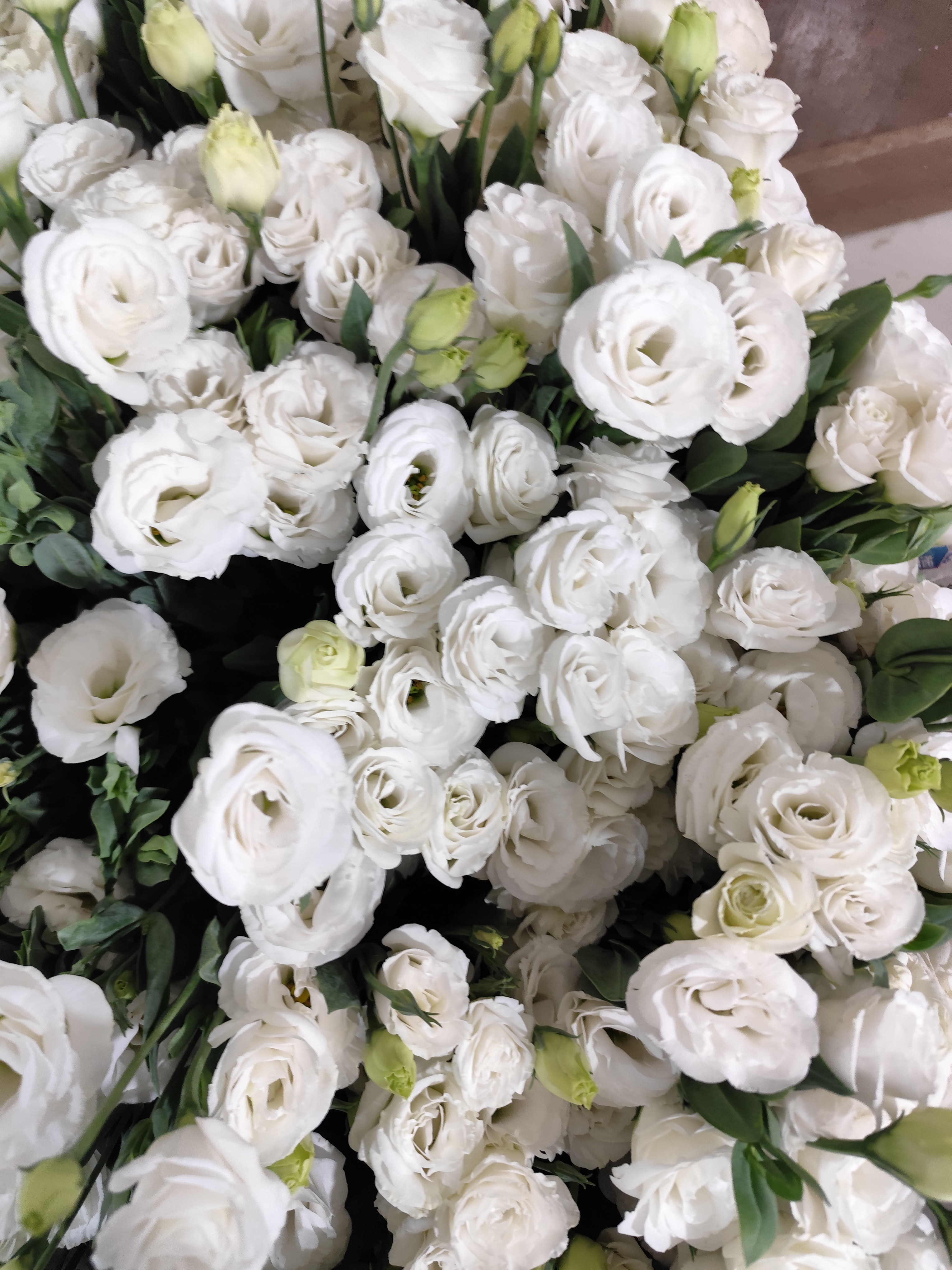 洋桔梗白色四拼 任意两单顺丰冷链包邮