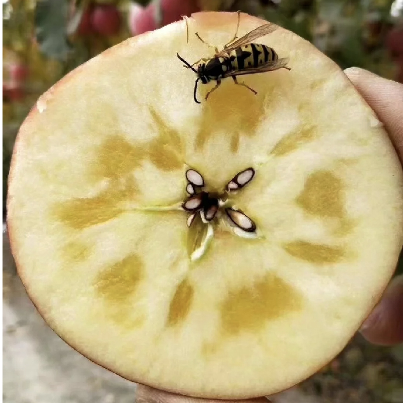 【阿克苏冰糖心】新疆阿克苏苹果应季水果脆甜多汁