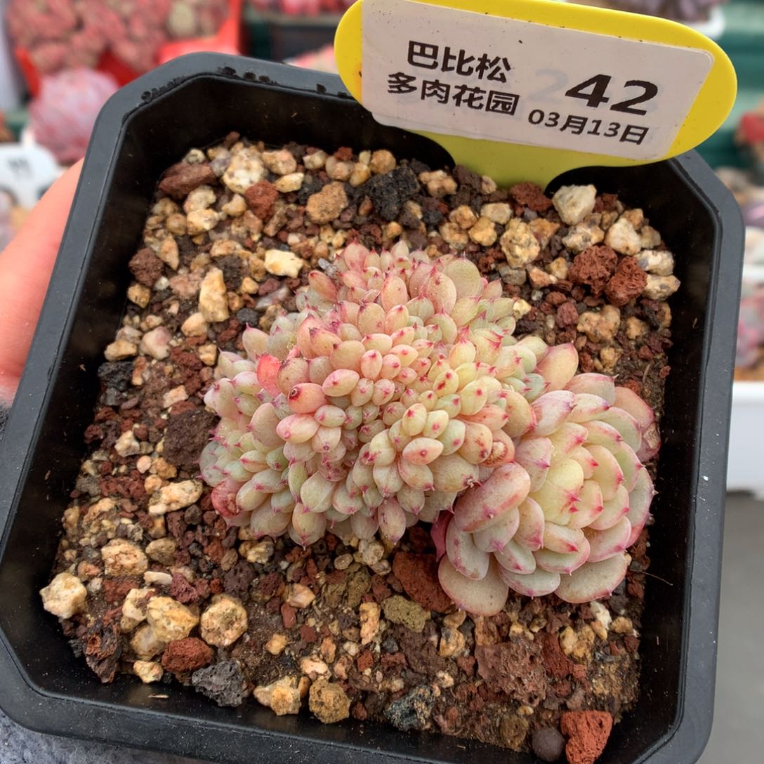 42白胖子缀化多肉植物