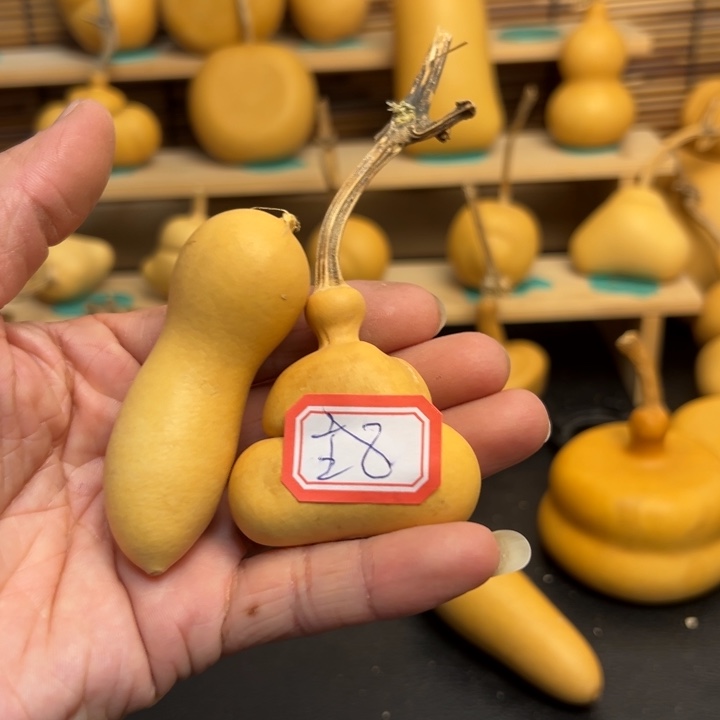 小*主葫芦葫芦葫芦葫芦葫芦葫芦