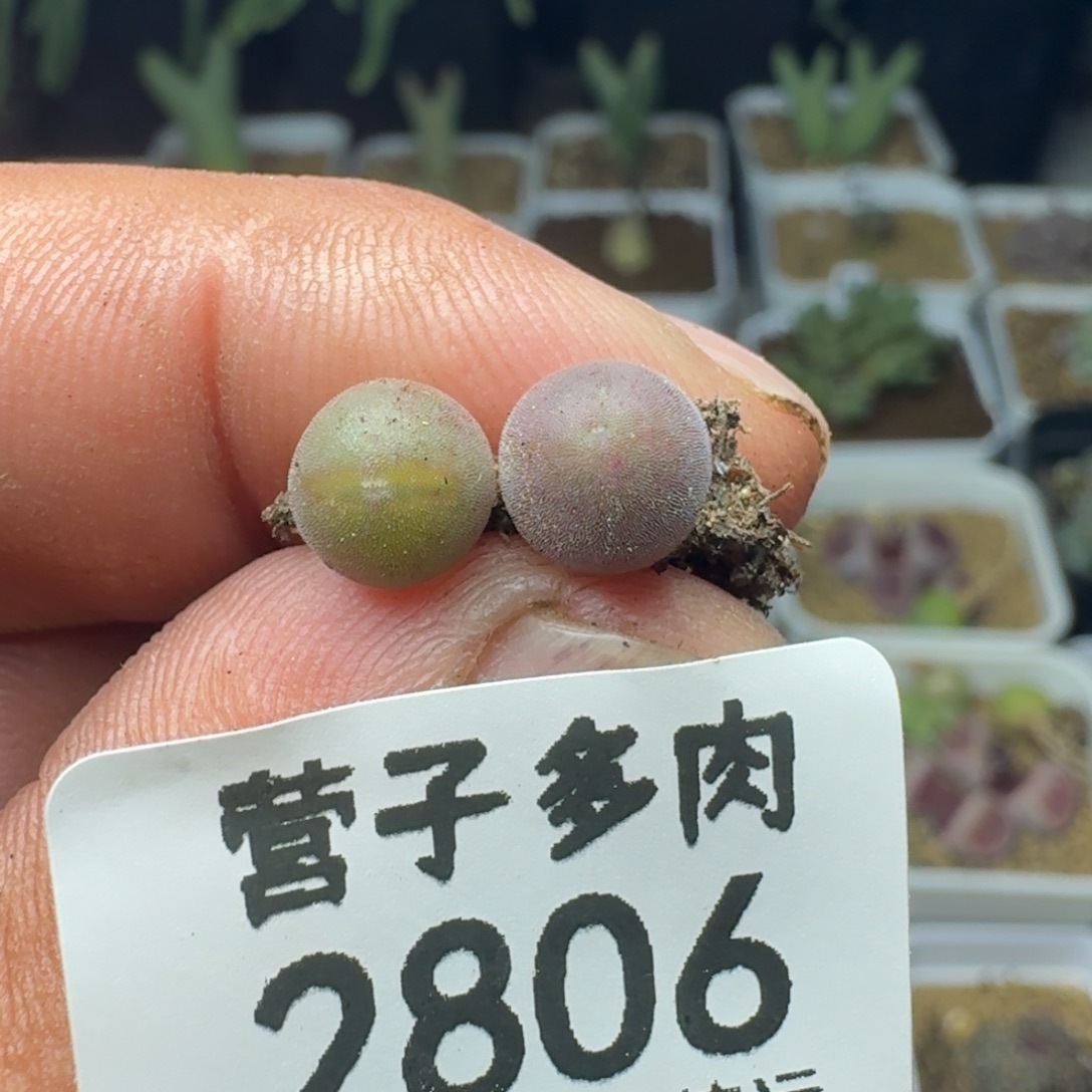 空蝉叫两颗。             