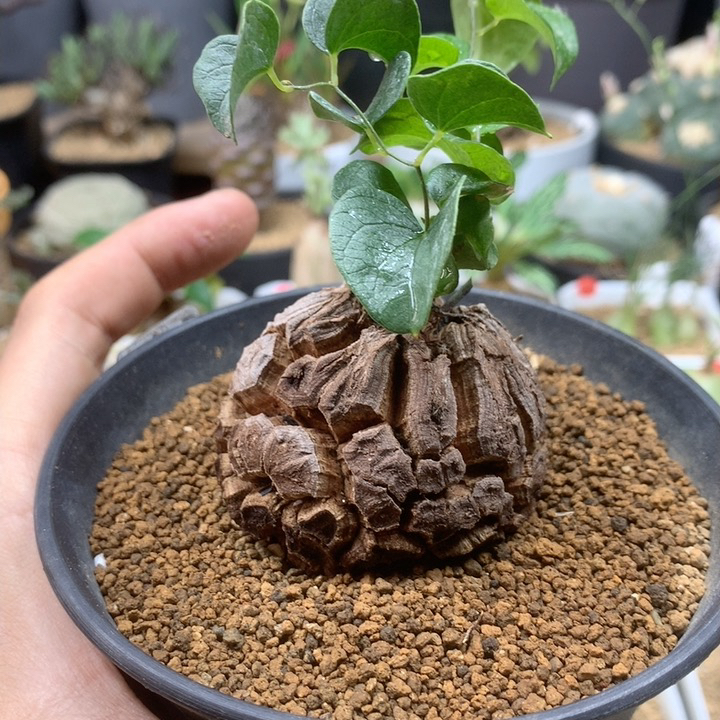 南非龟甲龙带盆5.2cm