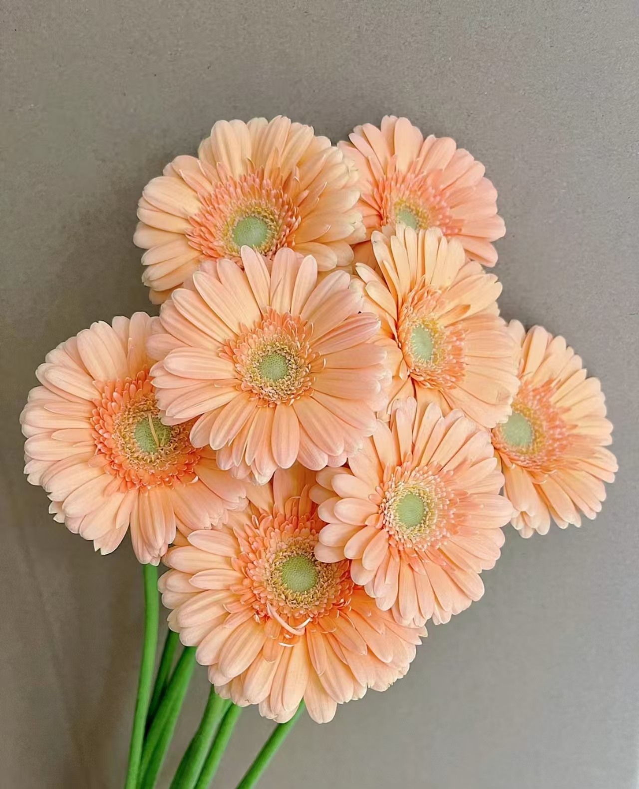 三岁花集-小人鱼非洲菊10枝（一单中通二单顺丰冷链包邮）