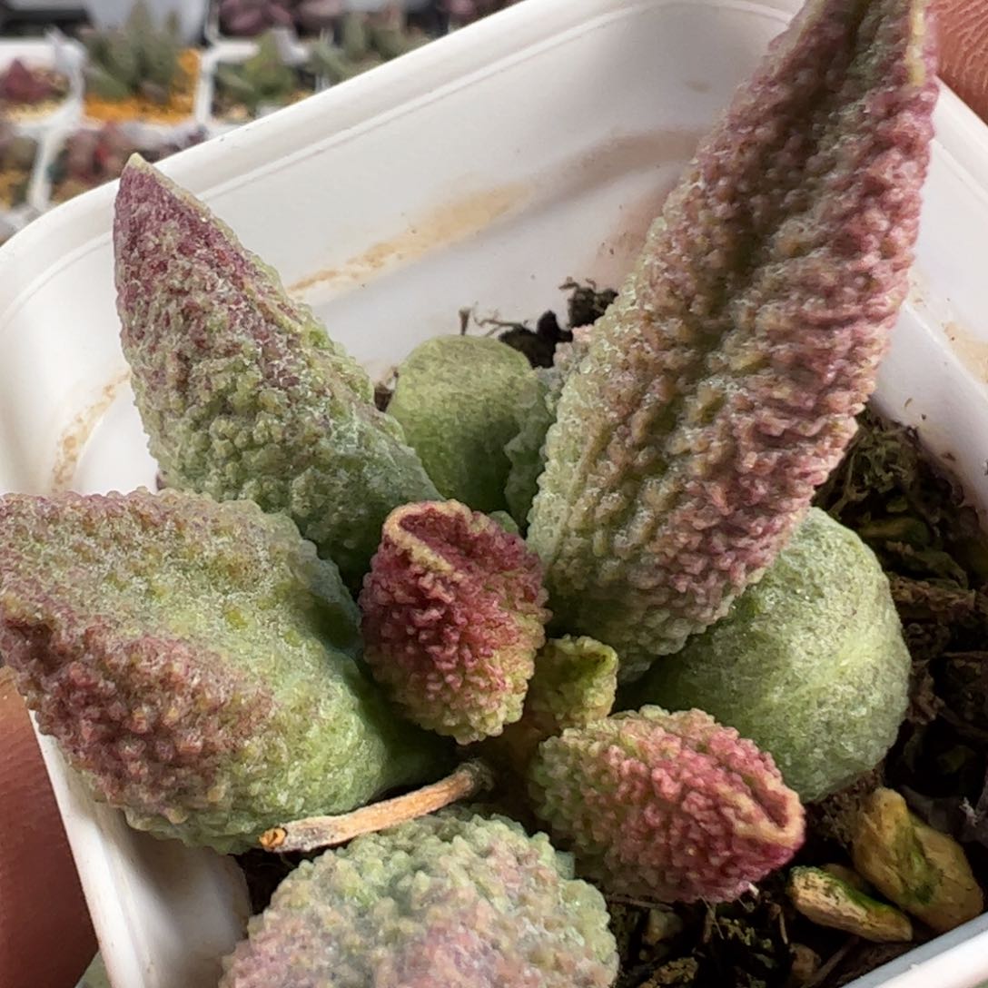 实生新品多肉植物水泡