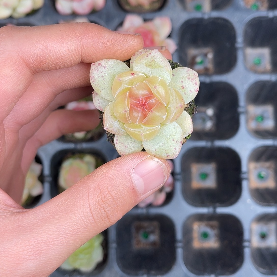 多肉一物一拍24-139