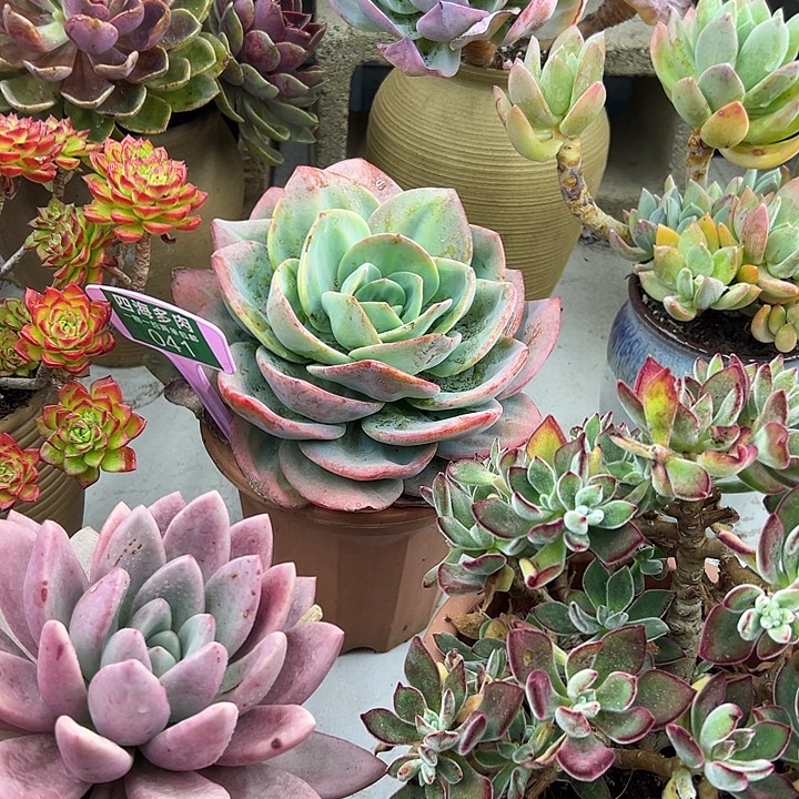 水***灵风杂多肉植物生长041