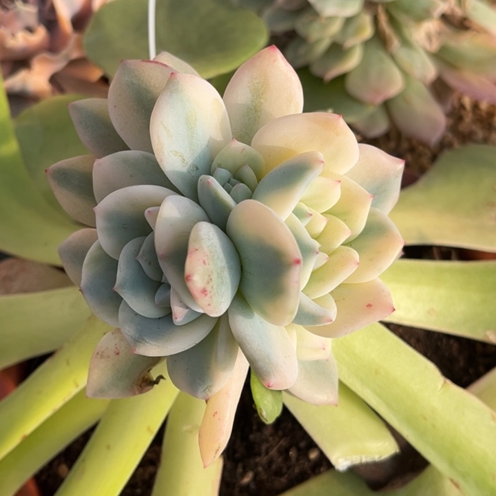 橙梦露锦大锦边捧花