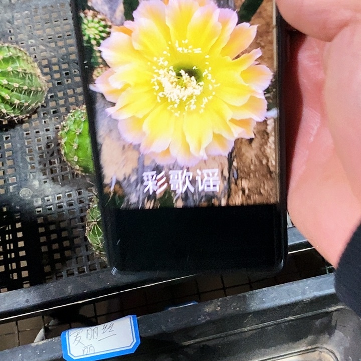 彩歌谣/侧芽歪20包邮/