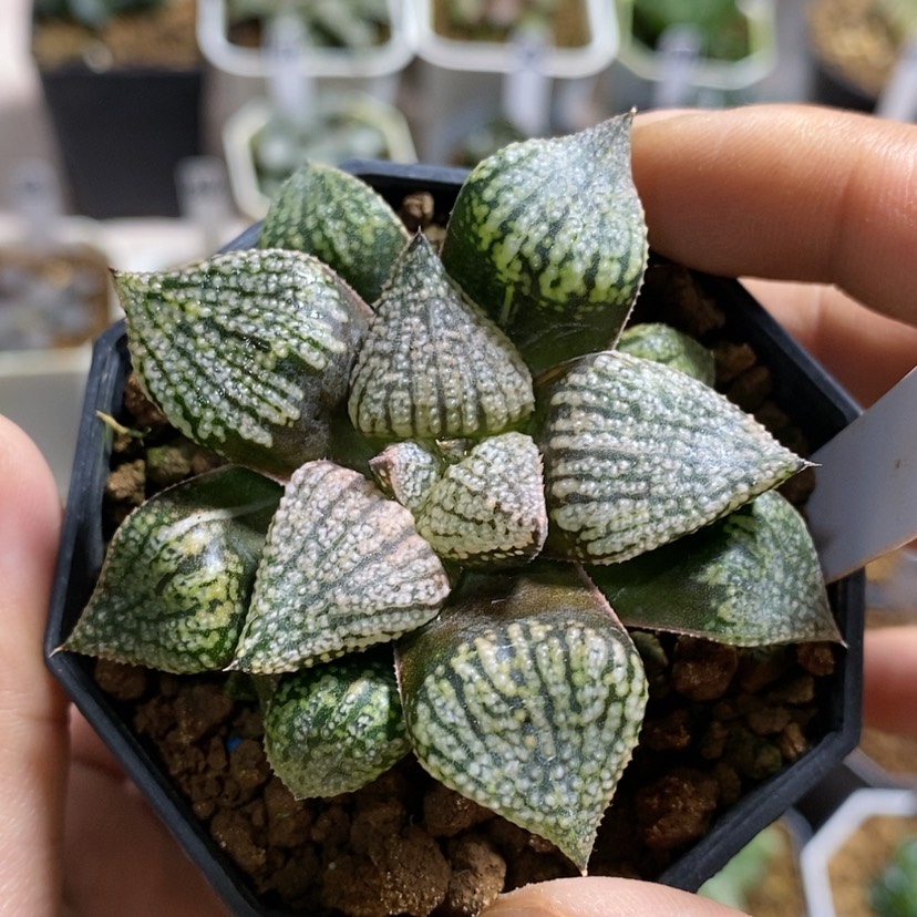 【闪购商品】431实生