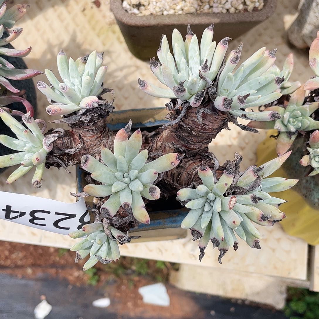 海瑟老桩多头3234