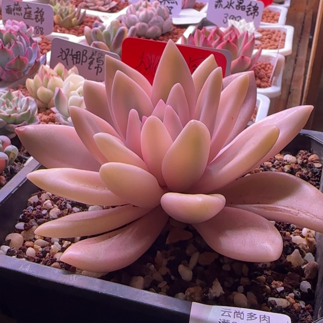 桃花源大锦边 多肉植物053