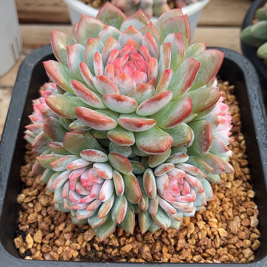 9-06-09星星橙手捧花