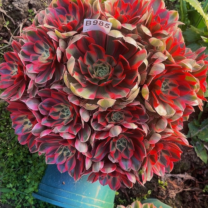 女妖9-18-985偏远不包邮