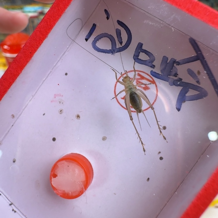 蟋蟀漂亮大个一只合适