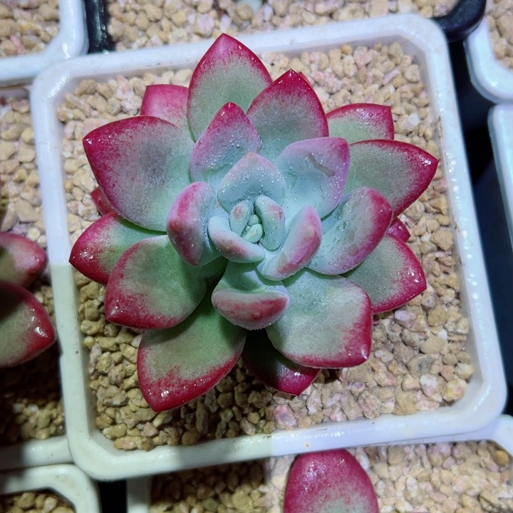 精品多肉植物老桩