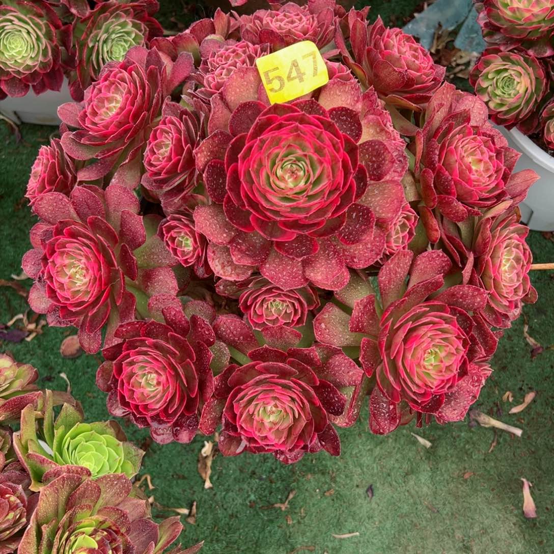 547粉花妖法师多肉植物