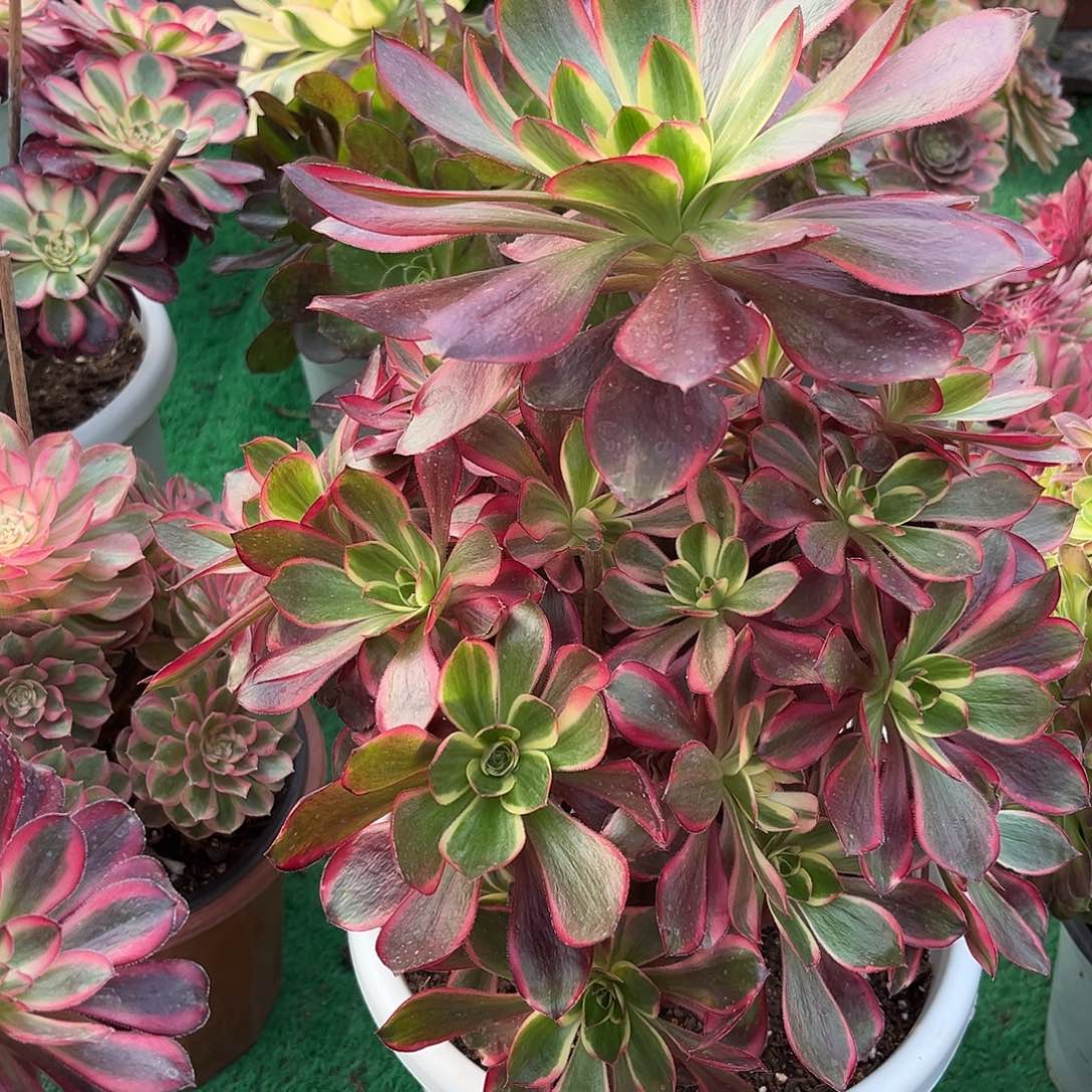 无花朵红魔女法师多肉植物漂亮