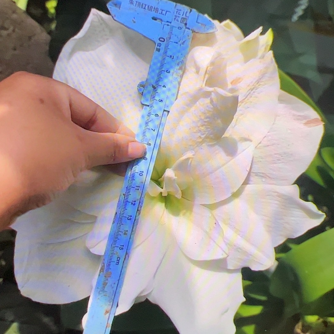 朱顶红白鲸双胞胎