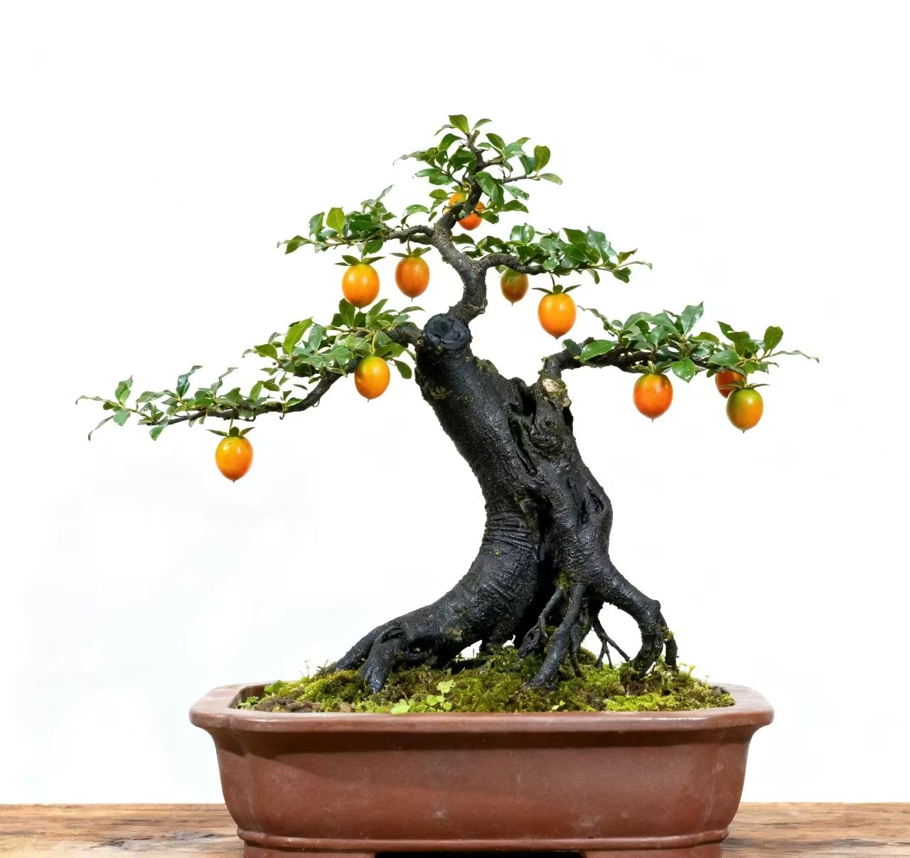 金弹子小精品盆景 (一物一拍，不退不换)