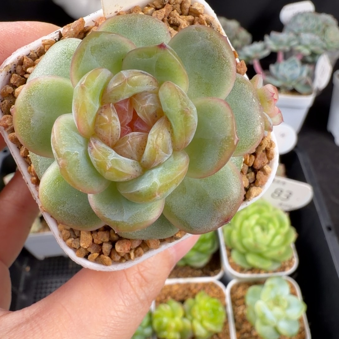 瑶瑶双头一颗87号一颗