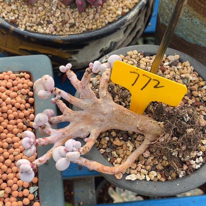 772多肉08888888888088