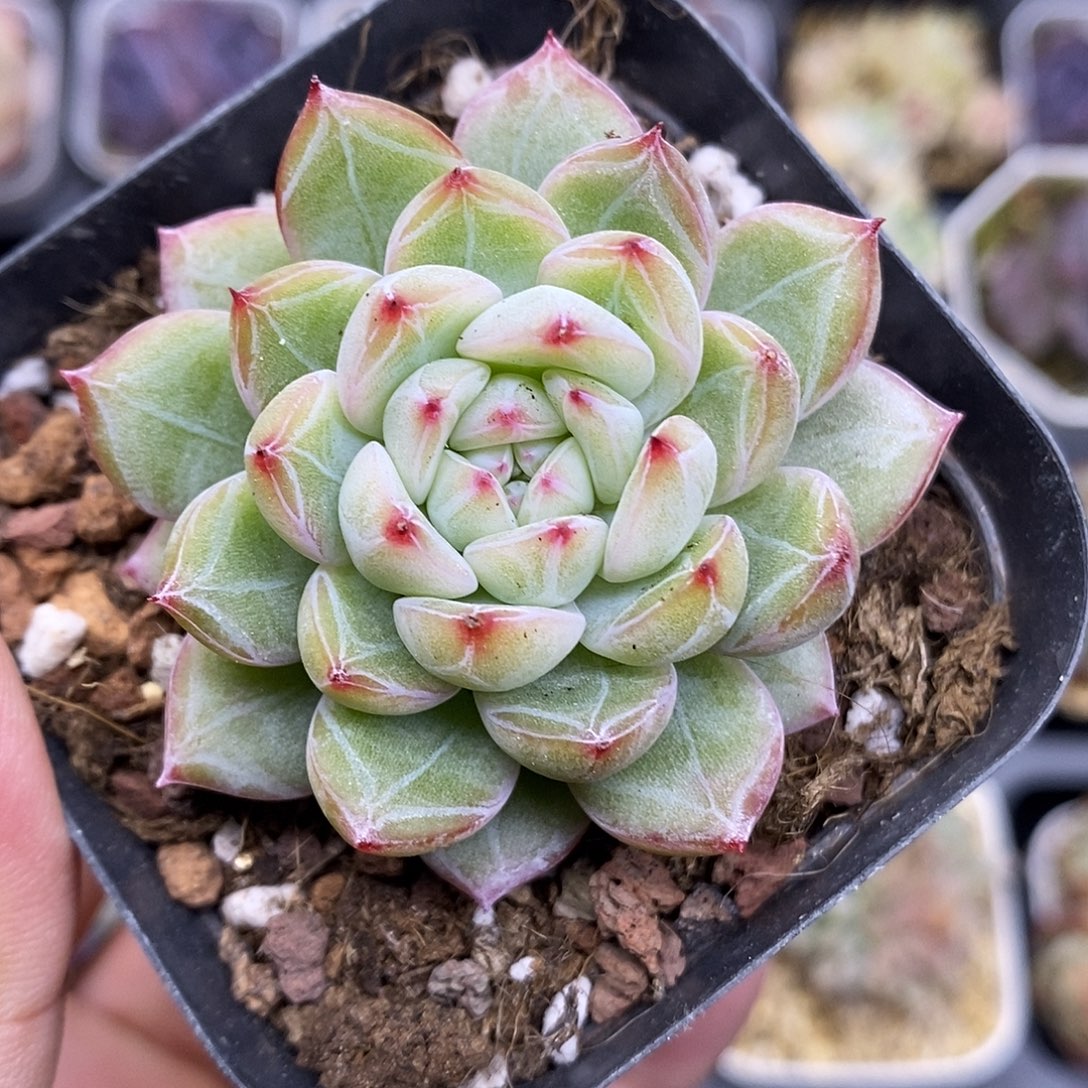 雪花珍妮6.5厘米盆多肉