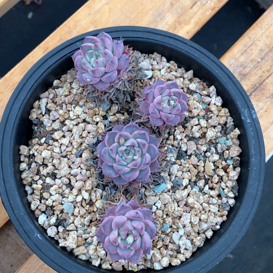 精品多肉一物一拍不包整147