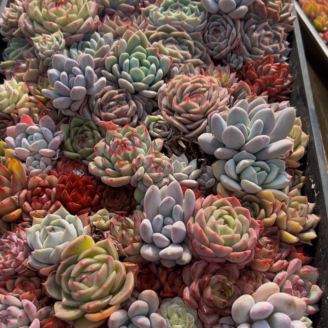 小***秀729多肉葡萄的味道真的是很