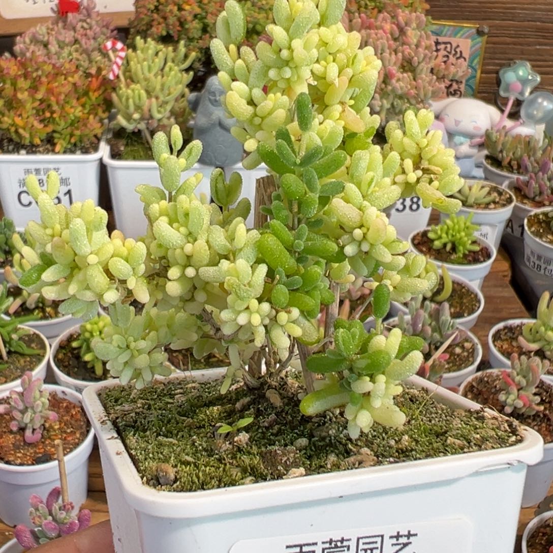 26-230枝干番杏米粒锦阴阳锦+拉丝锦