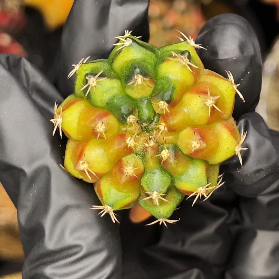 猫爪 一物一拍。  