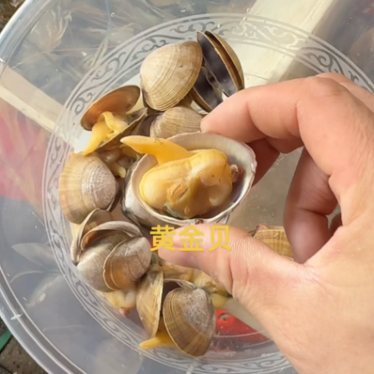 东港黄贝一袋五斤