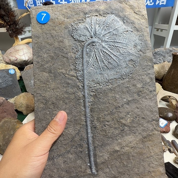 玉家居摆件家居标本