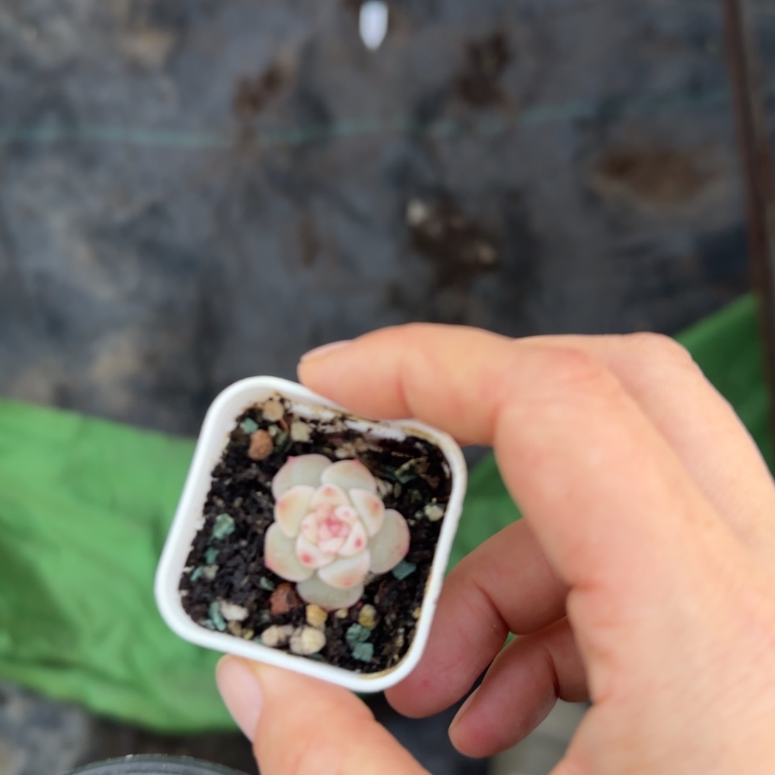 栗***知半山白 盆6床1个满25包邮