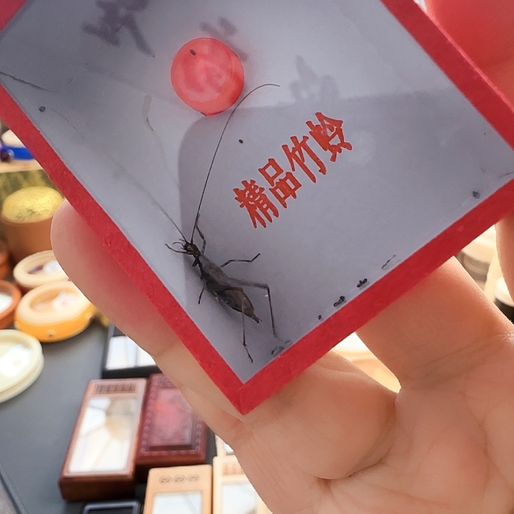 紫竹2只啊啊啊啊啊